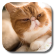 Persian Cat Live Wallpaper APK