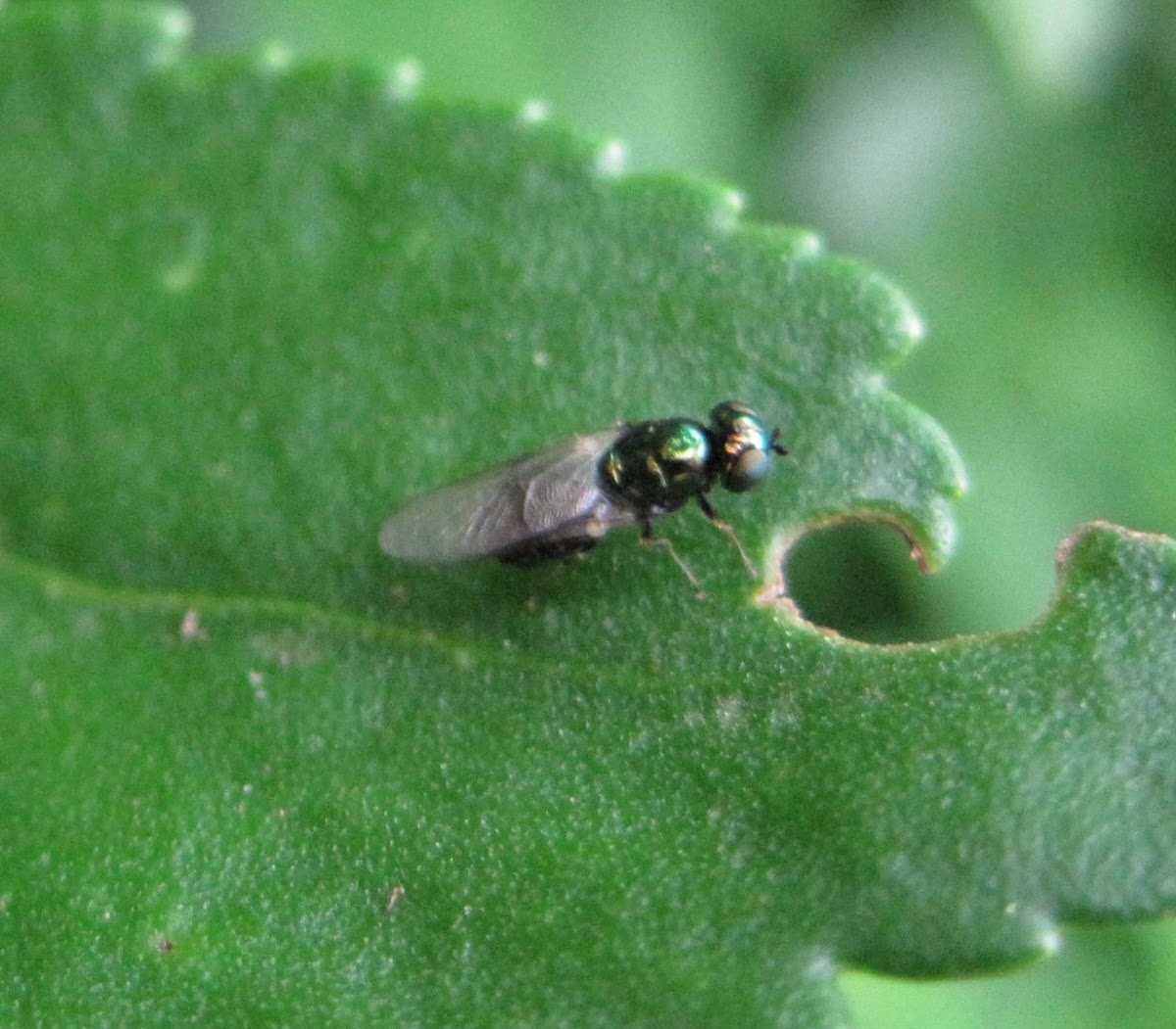 Soldier Fly, female