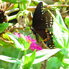 Spicebush Swallowtail