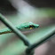 Green Parrot Snake