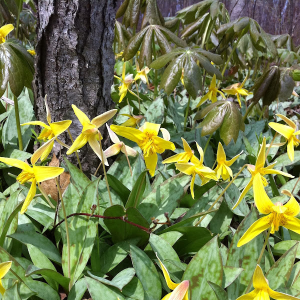 Trout lilies Project Noah