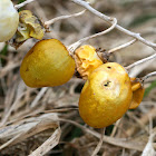 Carolina Horsenettle Fruit