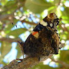 Red Admiral