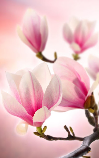 Magnolia Live Wallpaper