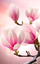 Magnolia Live Wallpaper APK Download for Android