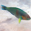 Rivulated parrotfish