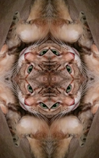 Funny Mirror(圖5)-速報App