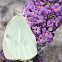 Large White