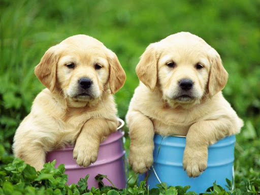 無料个人化AppのCute Puppy Pictures|記事Game