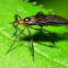 Long-Tailed Dance Fly