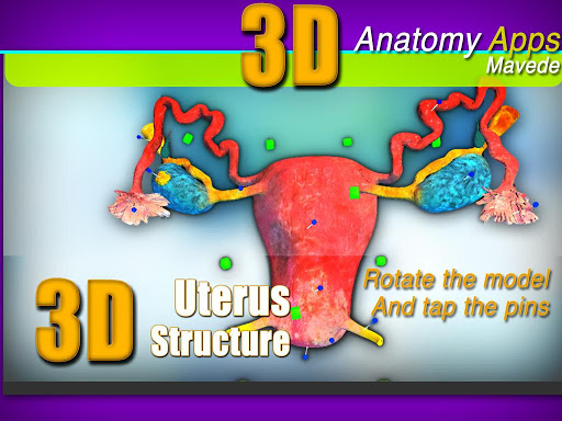 Uterus 3D Structures
