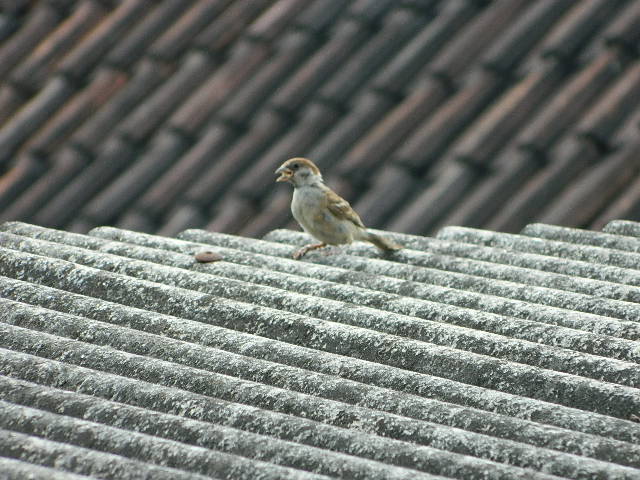 House Sparrow ( Young Female )