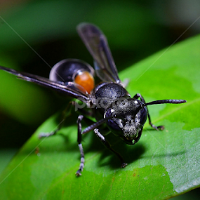by James Pang - Animals Insects & Spiders