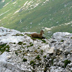 Alpine ibex/Alpski kozorog