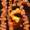 Denise's Pygmy Seahorse