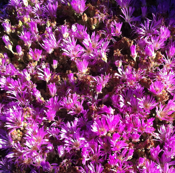 Rosea ice plant Project Noah