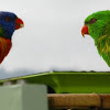 Rainbow and Scaly Breasted Lorrikeets