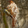 Ferreirinho-relógio (Common Tody-Flycatcher)