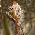 Ferreirinho-relógio (Common Tody-Flycatcher)