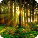 Twilight Forest icon