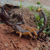 Indian forest scorpion