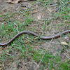 Slowworm