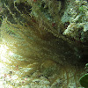 Corkscrew Anemone