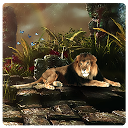 Lion Hunting Deer Free mobile app icon