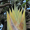 Giant Bird of Paradise