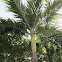 Christmas palm tree