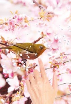 ウグイスと桜 ライブ壁紙 Androidアプリ Applion