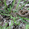 Dekays Brown Snake