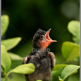 Calling by Ajay Halder - Animals Birds