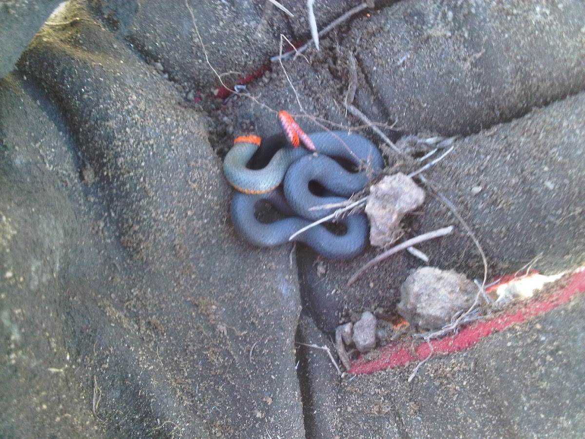 San Bernardino Ring-necked snake