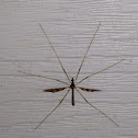 Mosquito Hawk - Crane Fly