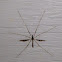 Mosquito Hawk - Crane Fly