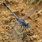 Ground Skimmer or Chalky Percher (male)