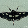 Desmia Grape Leaffolder Moth  Desmia funeralis/maculalis