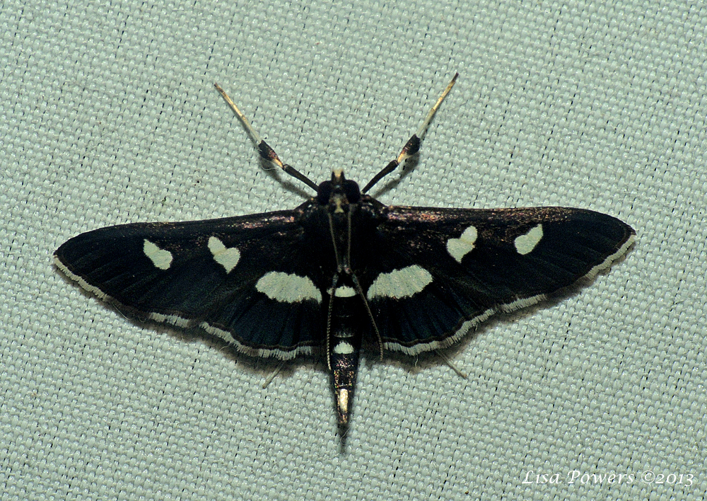 Desmia Grape Leaffolder Moth  Desmia funeralis/maculalis
