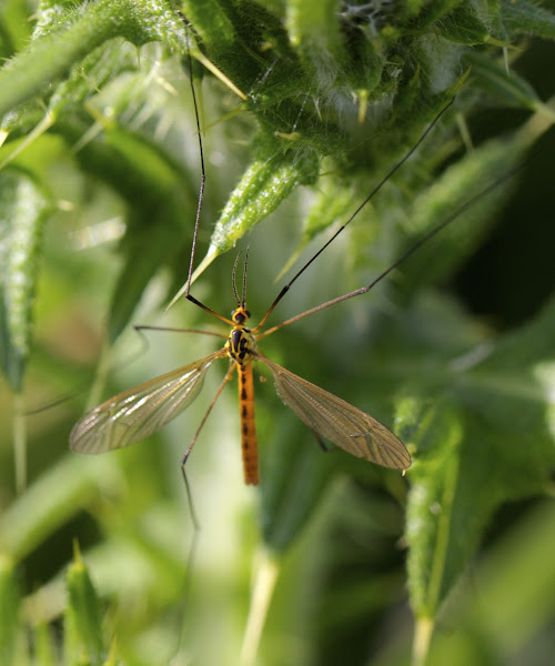 Tiger Crane Fly Project Noah