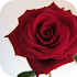 Affairs of the Court: Choice of Romance4.0.1 (Full)