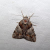 Hawthorn Underwing