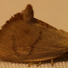 Abbreviated Button Slug Moth