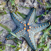 Star Fish Pentaceraster