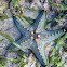 Star Fish Pentaceraster