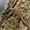Southern tree agama (Female)