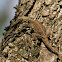 Southern tree agama (Female)