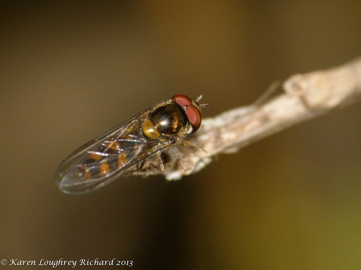 Chequered hoverfly (female)