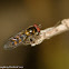 Chequered hoverfly (female)