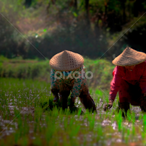 Good morning farmer by A Friyana Wiradikarta - People Portraits of Women